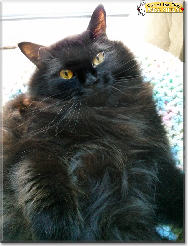 Brinley the Domestic Shorthair