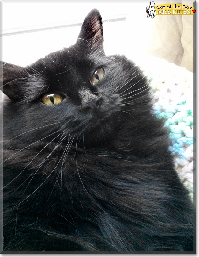 Brinley the Domestic Shorthair