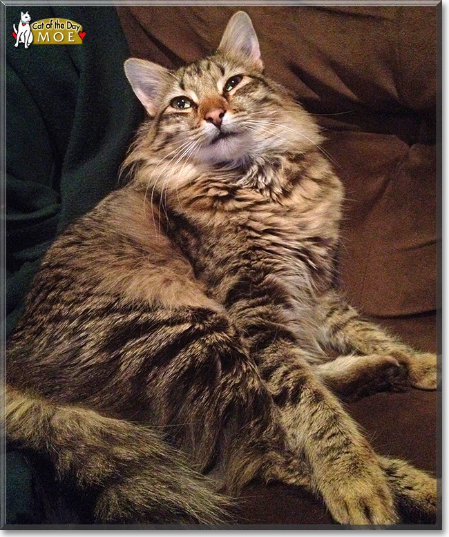 - Bengal, Maine Coon - February 1, 2015
