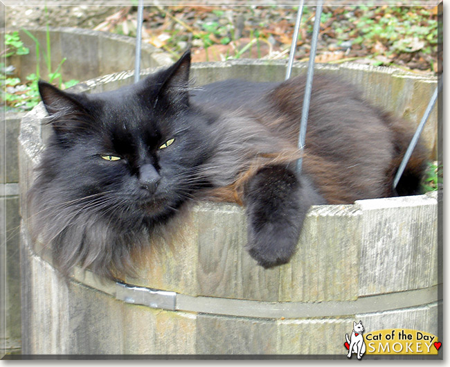 Smokey, the Cat of the Day