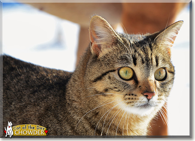 Chowder, the Cat of the Day