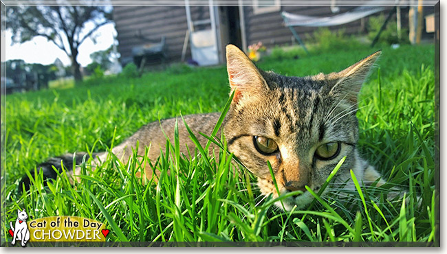 Chowder, the Cat of the Day