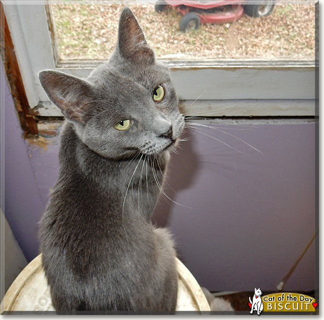 Biscuit, the Cat of the Day