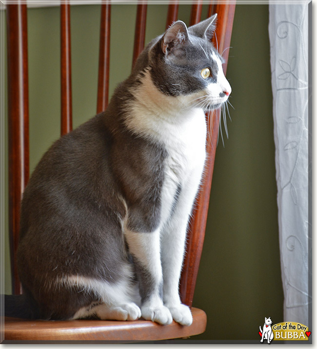 Bubba Gump, the Cat of the Day