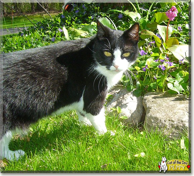 Peppy, the Cat of the Day