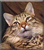 Moe the Bengal, Maine Coon