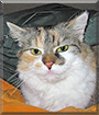 Shila the Calico cat