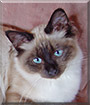 Sandy the Sacred Birman