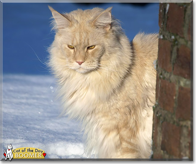 Boomer, the Cat of the Day