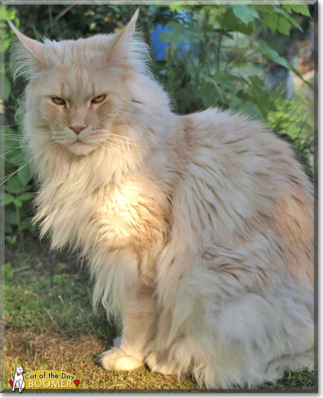 Boomer, the Cat of the Day