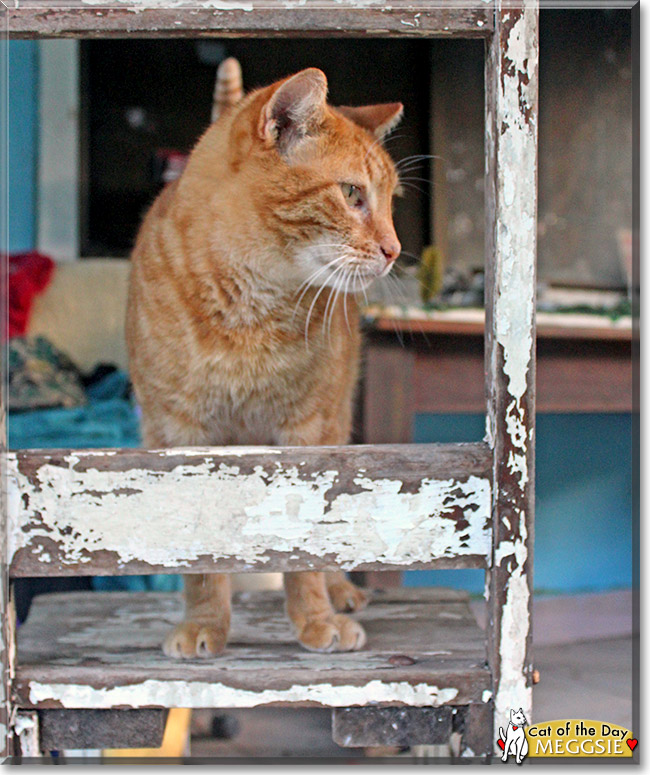 Meggsie, the Cat of the Day