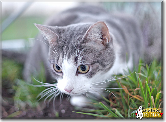 Dino, the Cat of the Day