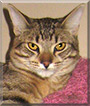 Anakoni the Tabby