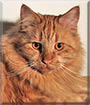 Aslan the Maine Coon, Scottish Fold