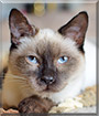 Fritz the Siamese mix