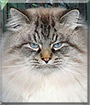 Ulisse the Siberian Forest Cat