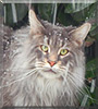 Mister Pieper the Maine Coon