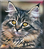 Tigress the Siberian mix