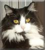 Lucy the Norwegian Forest Cat