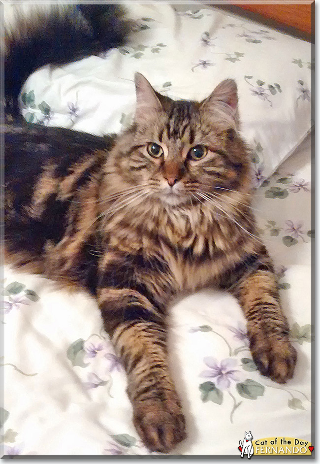  Fernando the Maine Coon mix