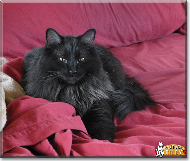  Riley the Domestic Long hair, the Cat of the Day