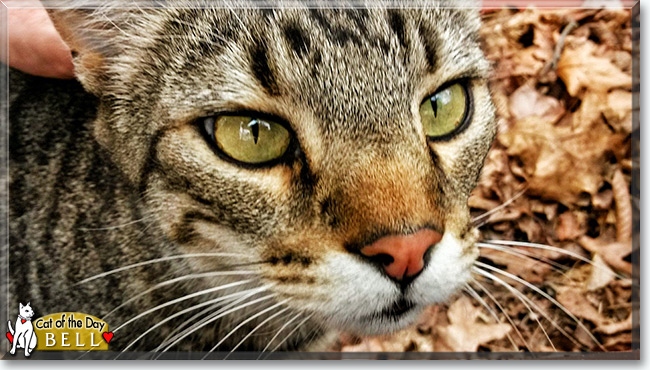 Bell the Tabby, the Cat of the Day