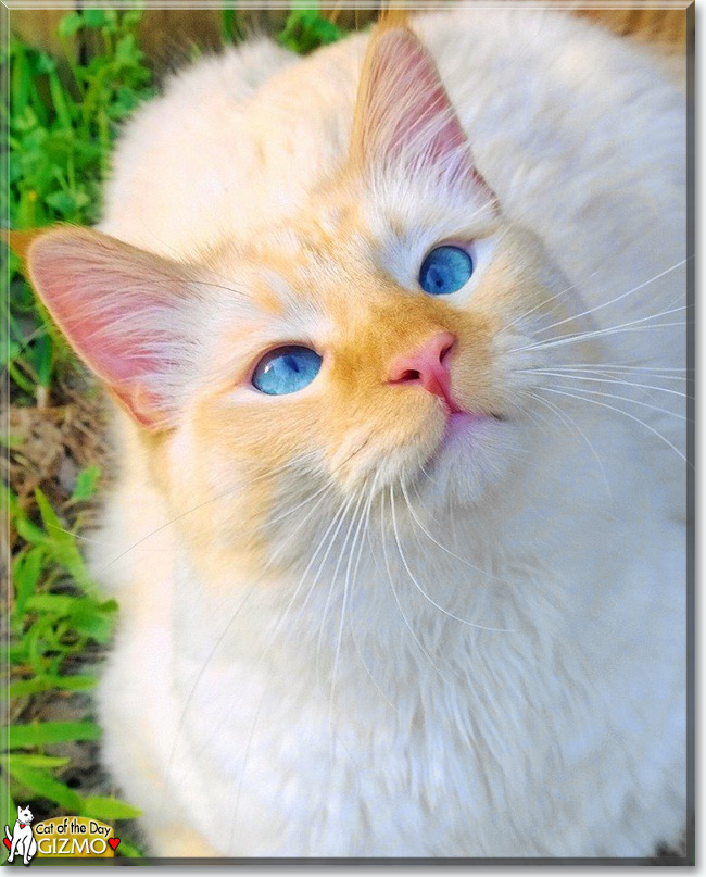 Gizmo the Siamese mix, the Cat of the Day