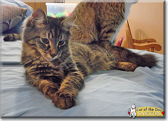  Skittles and Snickers the Maine Coon mixes, the Cat of the Day