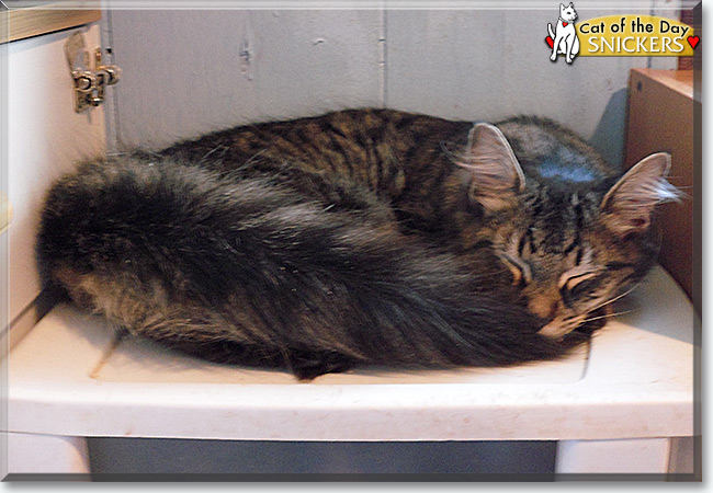  Skittles and Snickers the Maine Coon mixes, the Cat of the Day