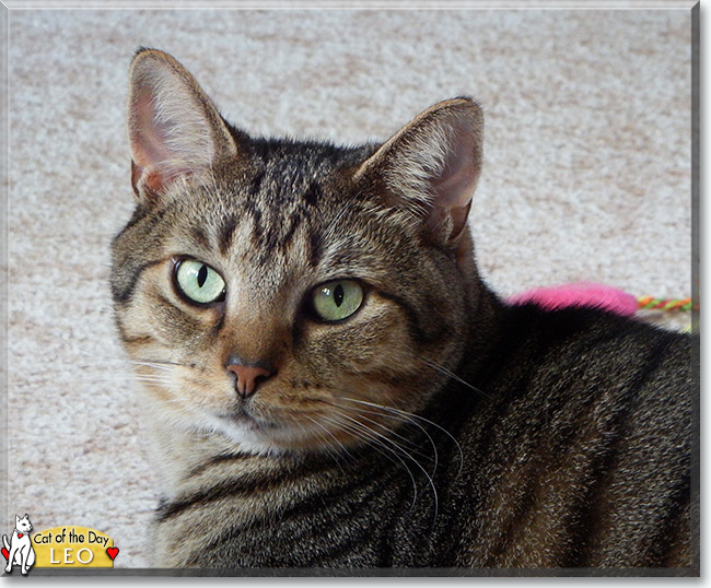  Leo the Tabby, the Cat of the Day