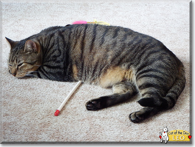  Leo the Tabby, the Cat of the Day