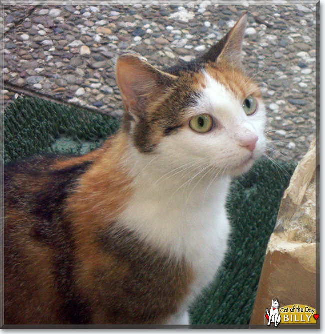 Billy the Calico Cat, the Cat of the Day