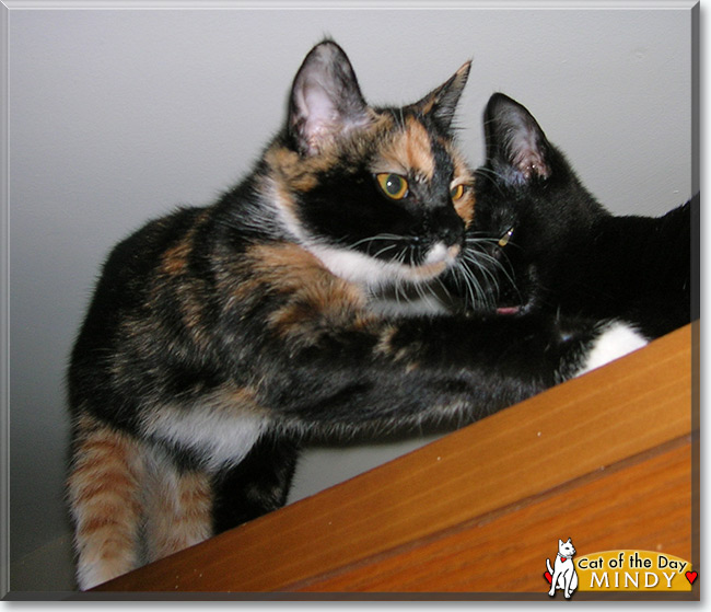 Mindy the Domestic Shorthair Tortoiseshell, the Cat of the Day