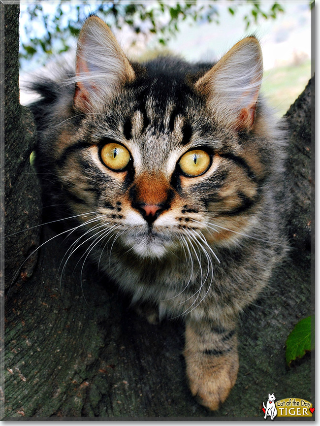 Tiger the Fluffy Tabby, the Cat of the Day