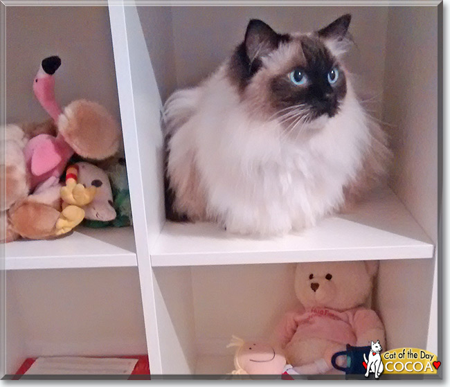 Cocoa the Ragdoll, the Cat of the Day