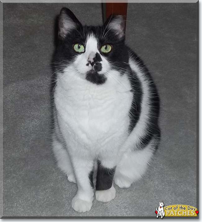 Patches the Domestic Shorthair, the Cat of the Day