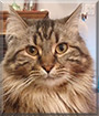 Fernando the Maine Coon mix