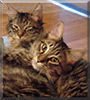 Skittles and Snickers the Maine Coon mixes