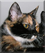 Mindy the Domestic Shorthair Tortoiseshell