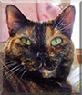 Willow the Tortoiseshell Calico