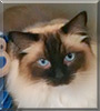 Cocoa the Ragdoll