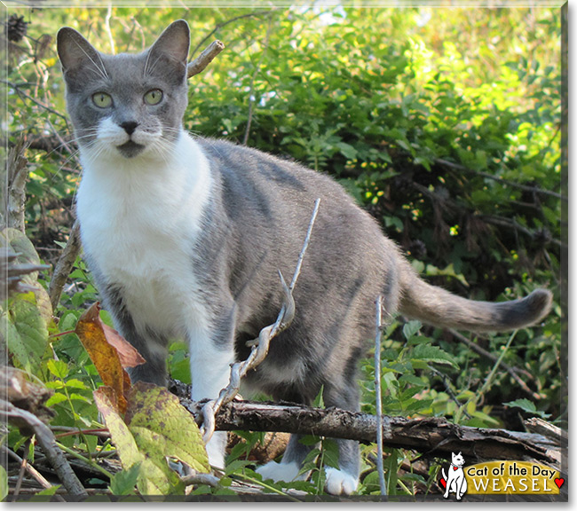 Weasel the Domestic Shorthair, the Cat of the Day