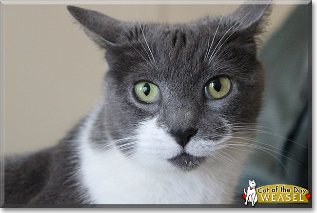 Weasel the Domestic Shorthair, the Cat of the Day