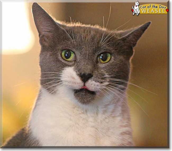 Weasel the Domestic Shorthair, the Cat of the Day