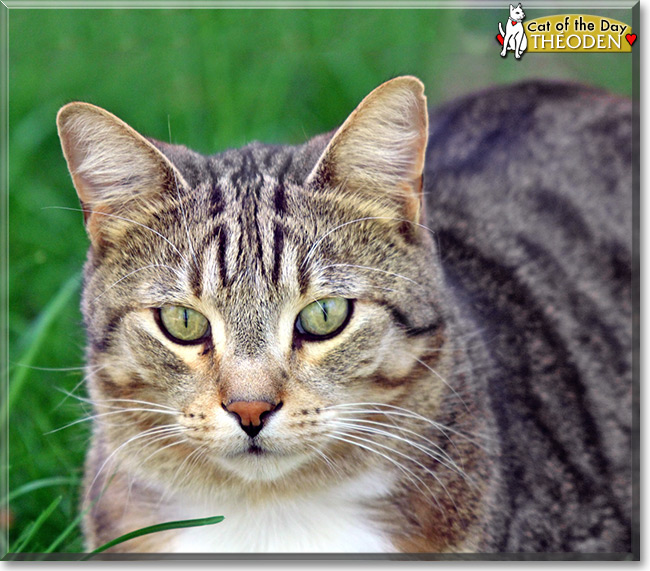 Théoden the Domestic Shorthair, the Cat of the Day