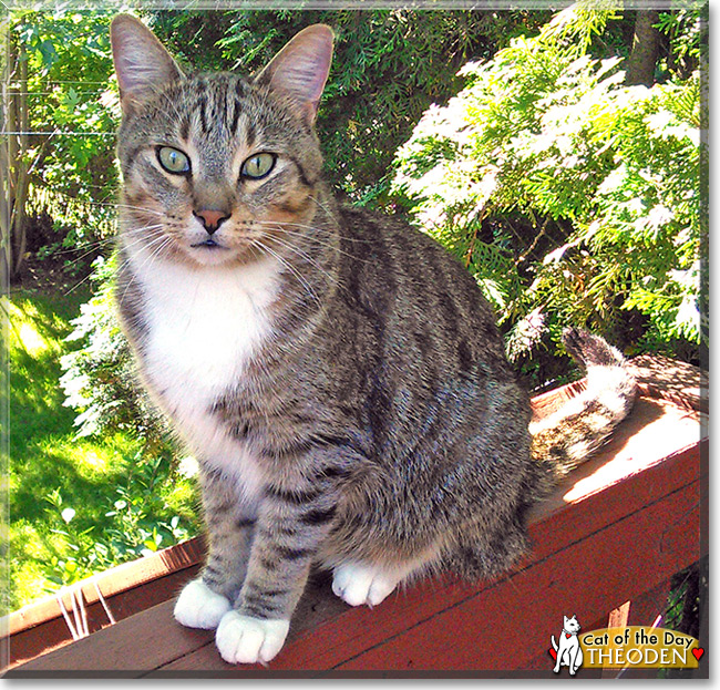 Théoden the Domestic Shorthair, the Cat of the Day