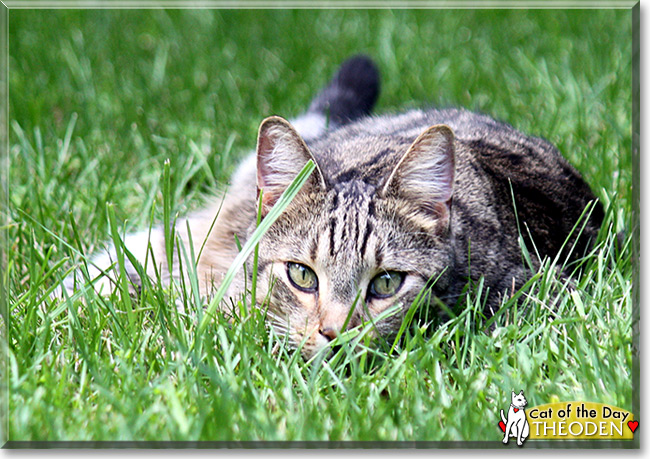 Théoden the Domestic Shorthair, the Cat of the Day