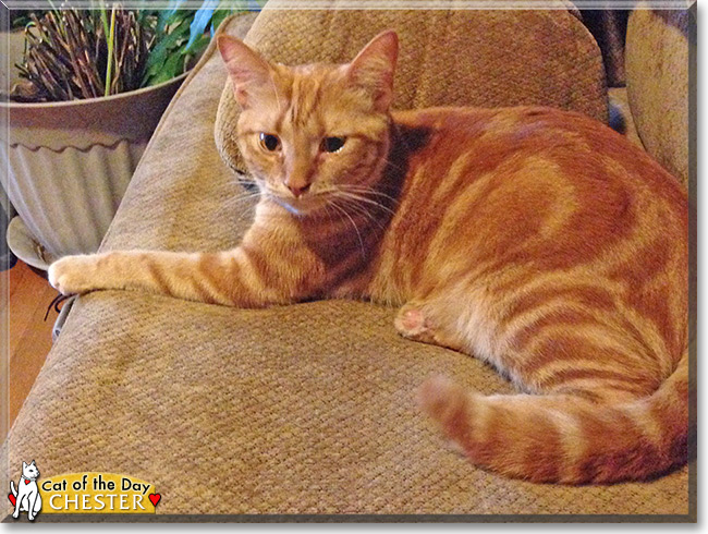 Chester the Orange Tabby, the Cat of the Day