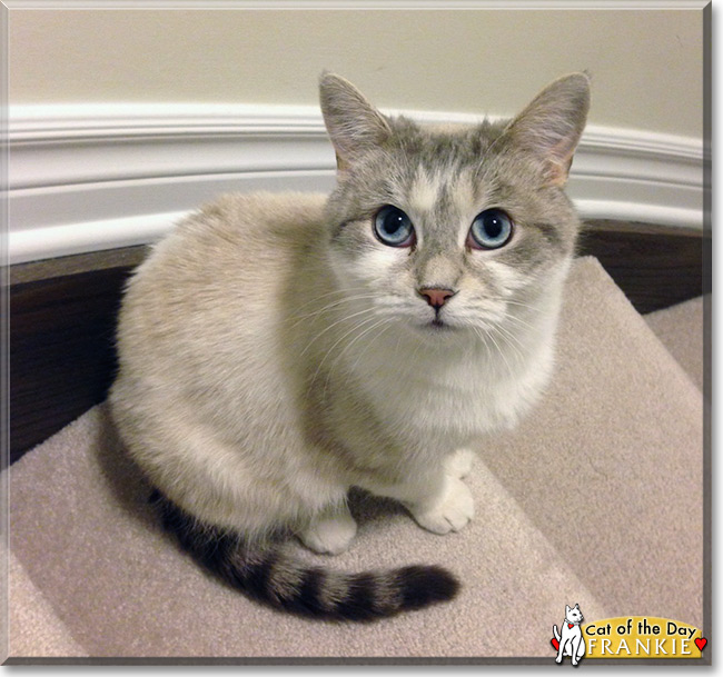price for tabby point siamese