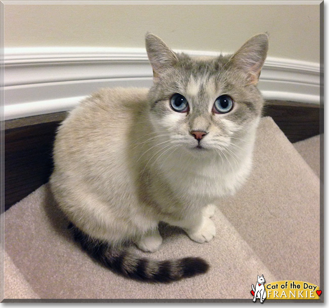 siamese tabby mix kittens